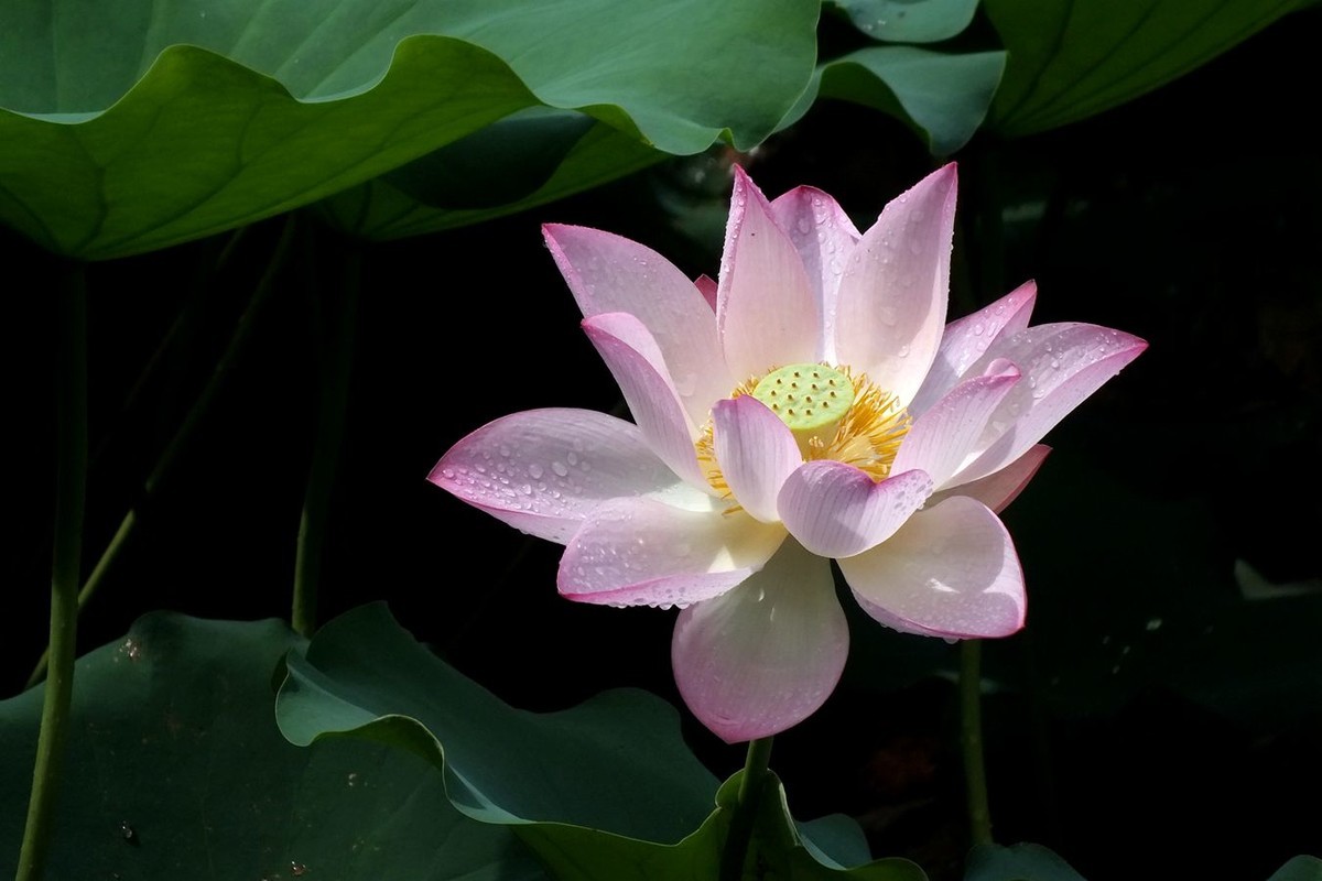 荔荷艳影  （27）