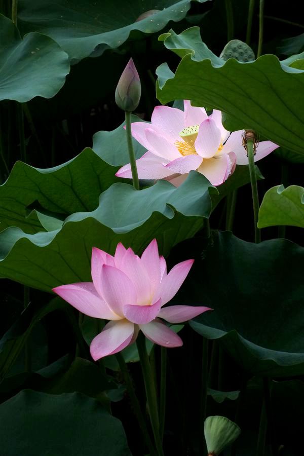 荔荷艳影  （27）