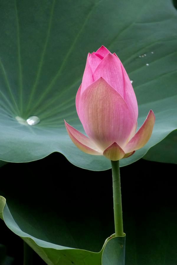 荔荷艳影  （27）