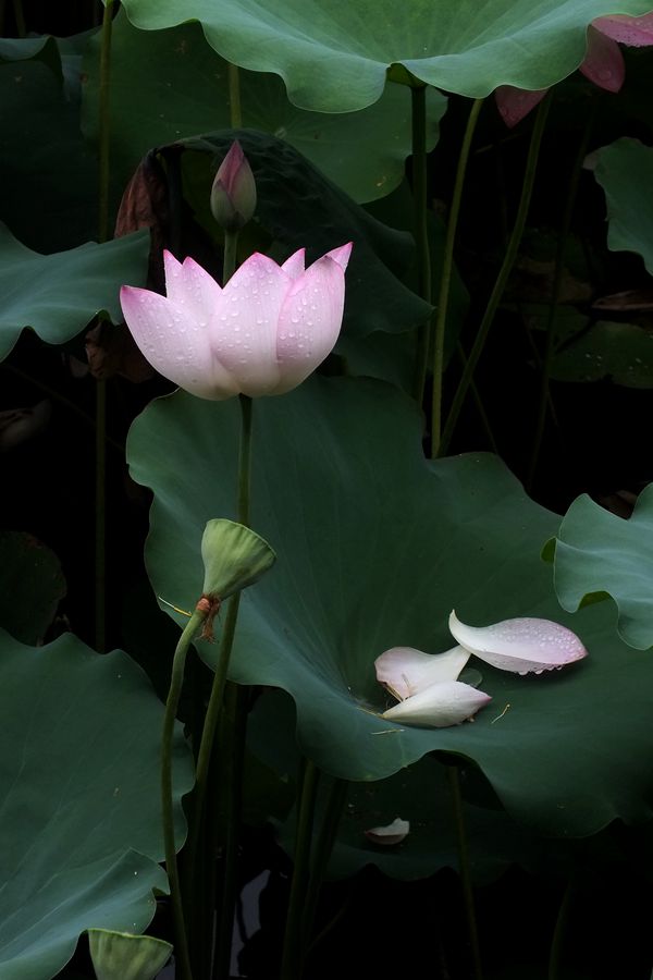 荔荷艳影  （27）