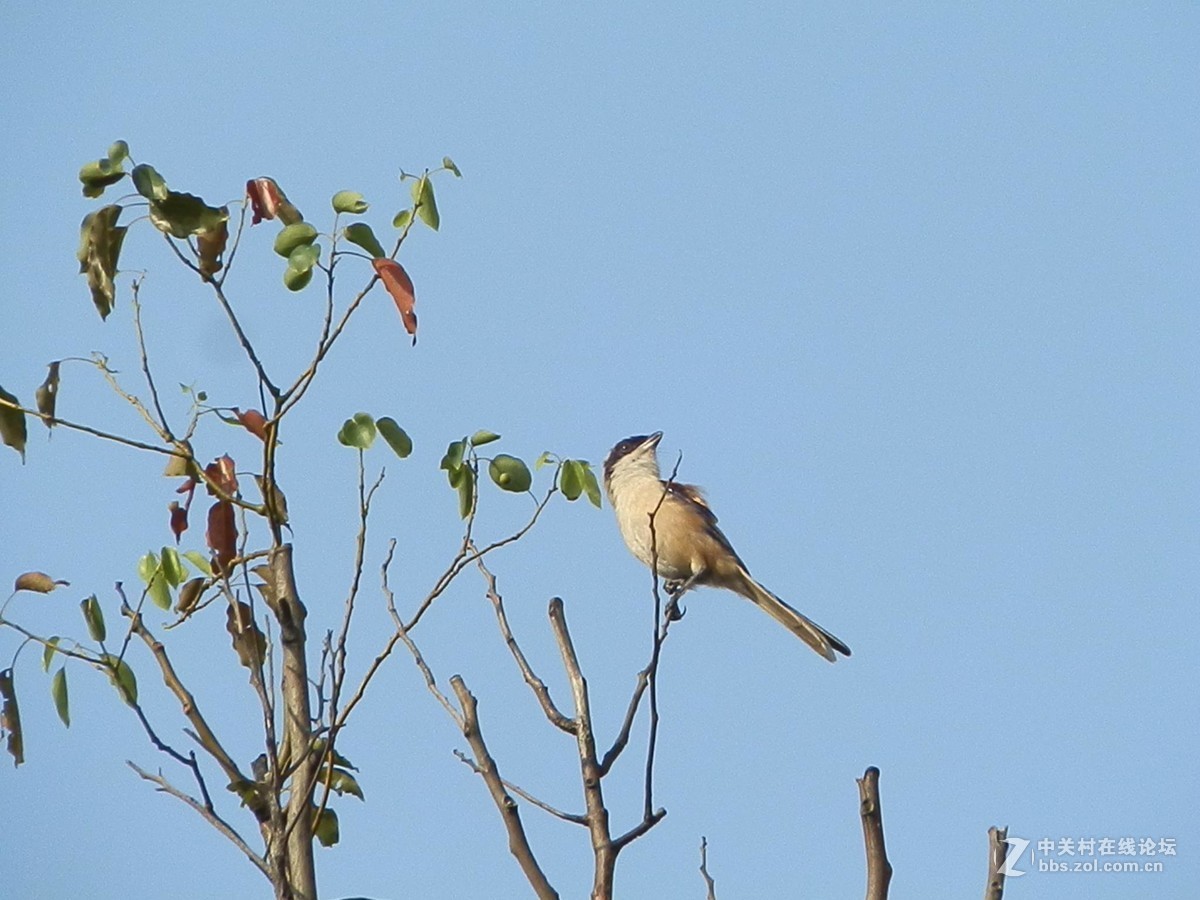初学抓拍运动中的鸟儿，感到技术和设备都跟不上哦。