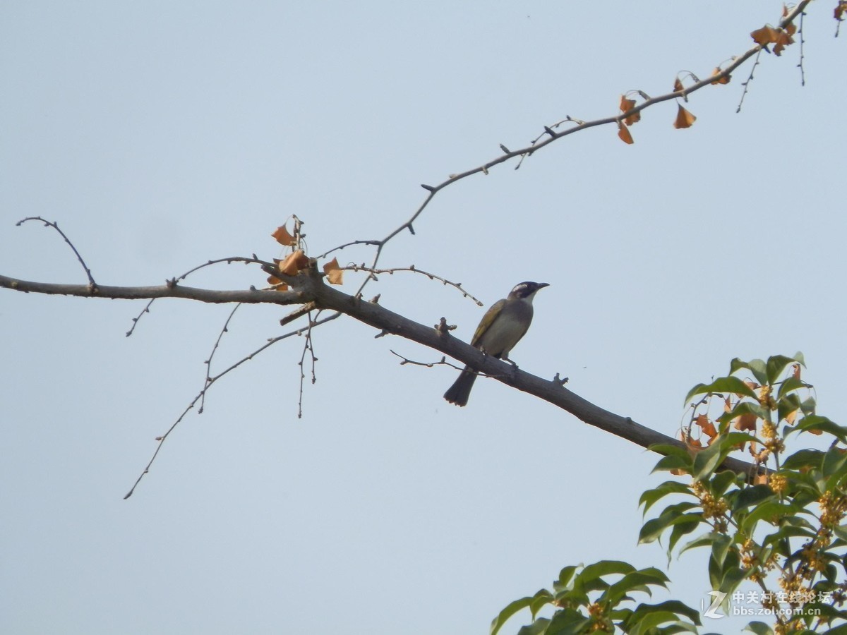 初学抓拍运动中的鸟儿，感到技术和设备都跟不上哦。