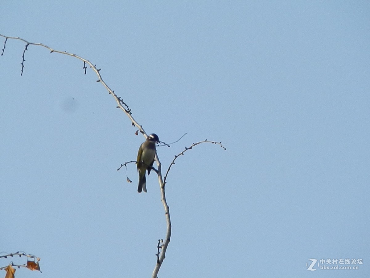 初学抓拍运动中的鸟儿，感到技术和设备都跟不上哦。