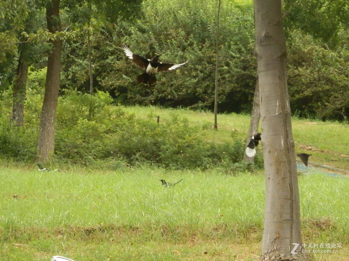 初学抓拍运动中的鸟儿，感到技术和设备都跟不上哦。