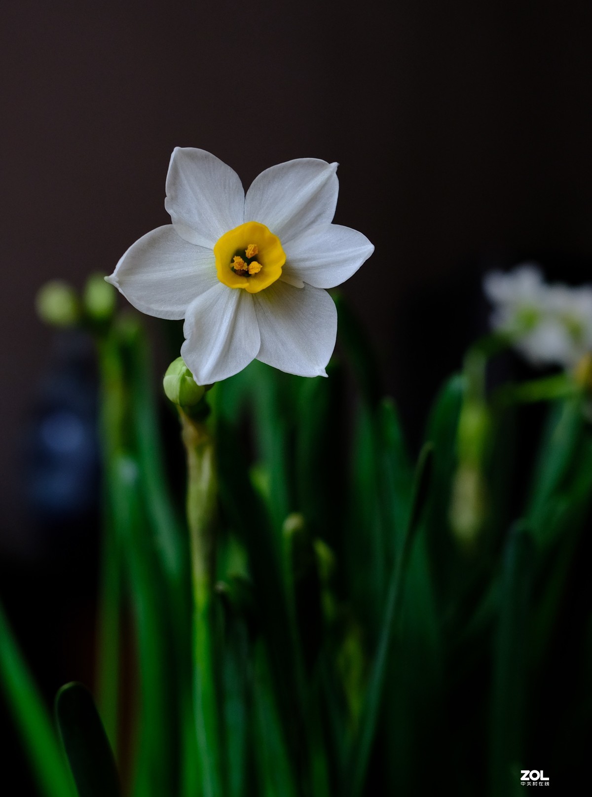 水仙花图片竖屏图片