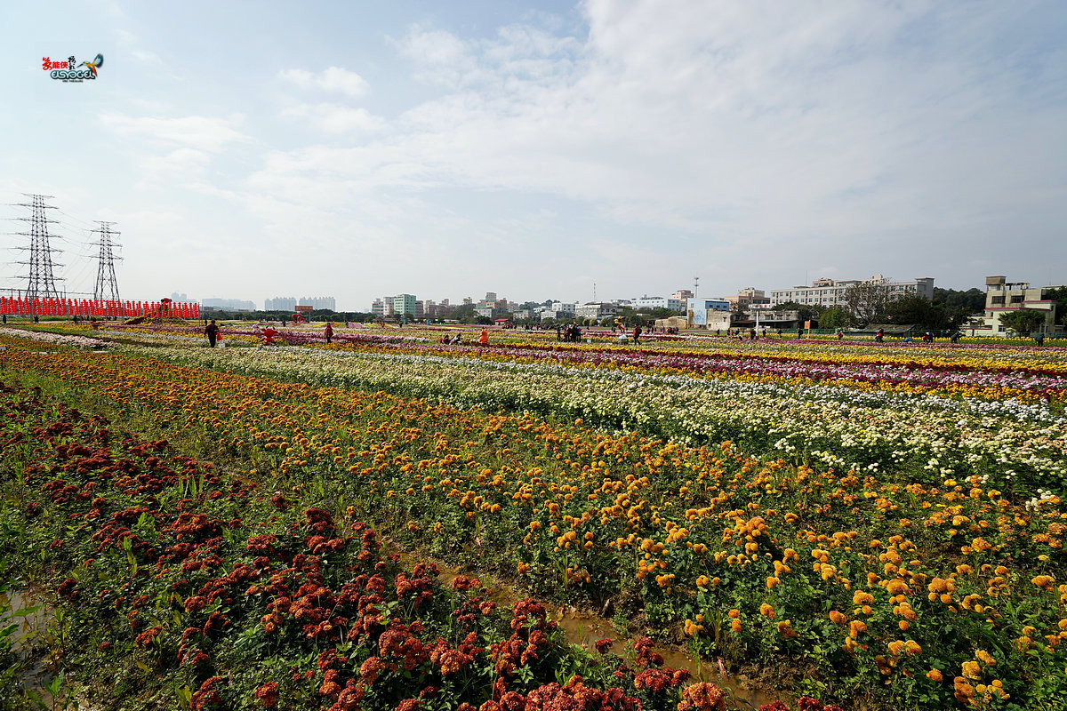 随拍【广州银马四季乐园2016广州(白云)创意菊花节】菊花海洋