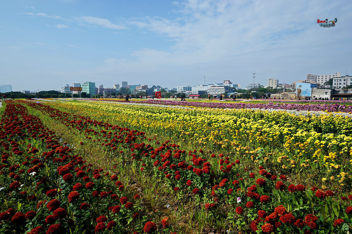 随拍【广州银马四季乐园2016广州(白云)创意菊花节】菊花海洋