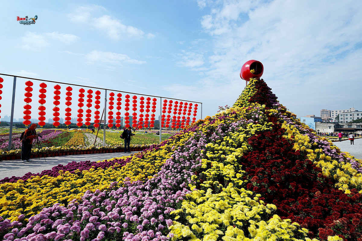 随拍【广州银马四季乐园2016广州(白云)创意菊花节】菊花海洋