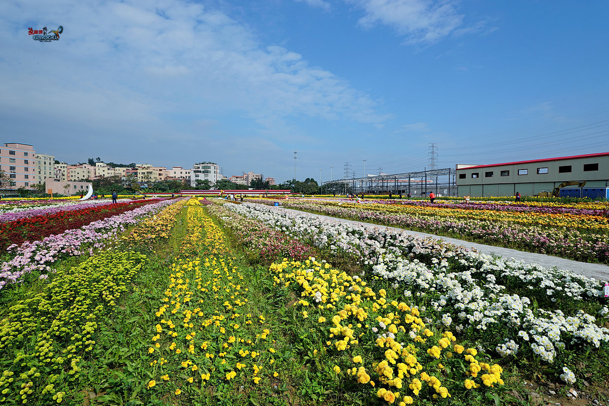 随拍【广州银马四季乐园2016广州(白云)创意菊花节】菊花海洋