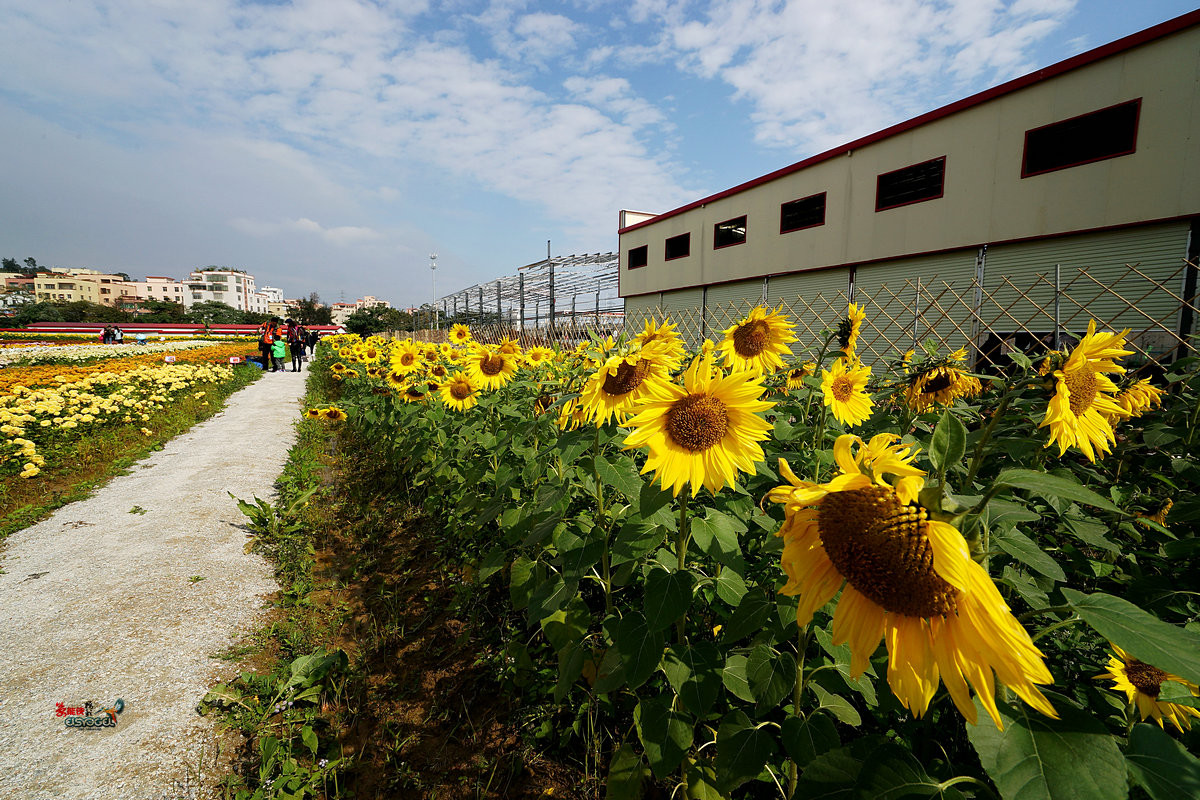 随拍【广州银马四季乐园2016广州(白云)创意菊花节】菊花海洋
