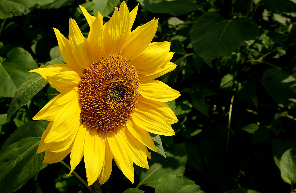 随拍【广州银马四季乐园2016广州(白云)创意菊花节】菊花海洋