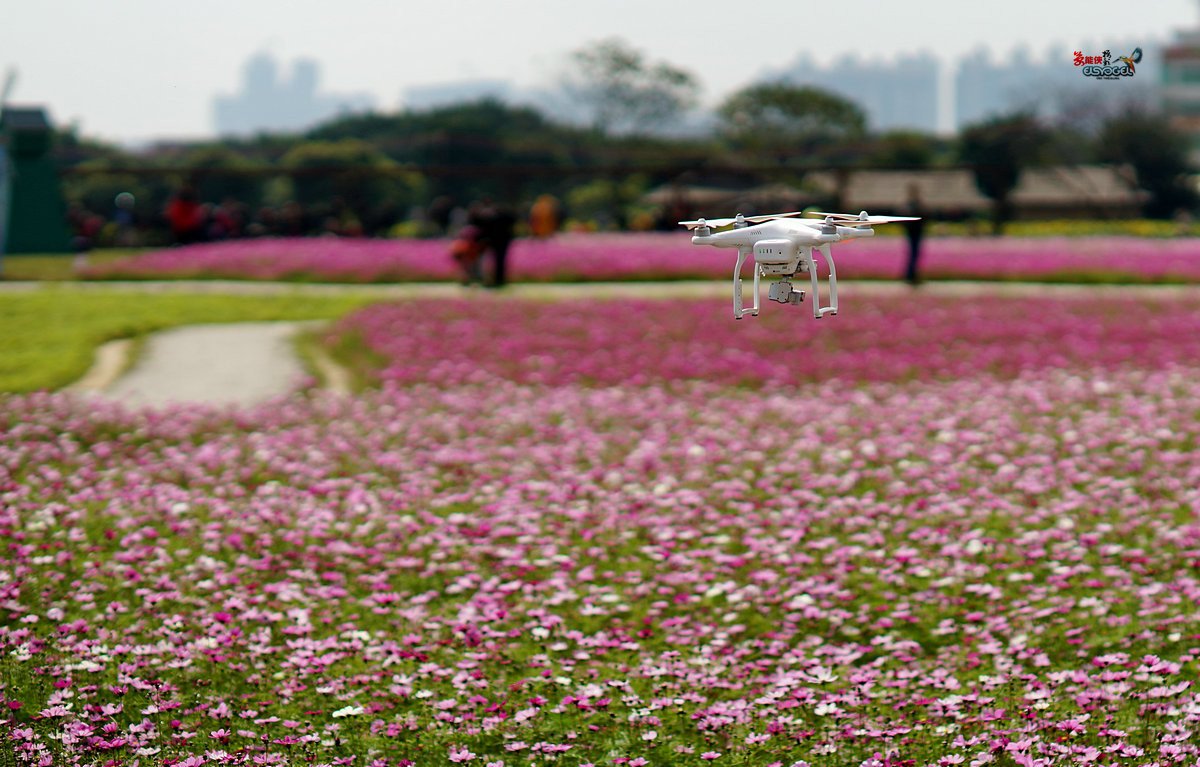 随拍【广州银马四季乐园2016广州(白云)创意菊花节】菊花海洋