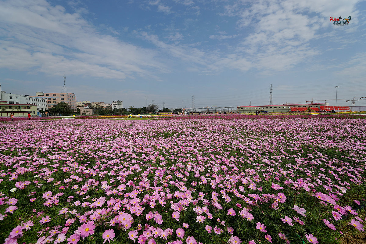 随拍【广州银马四季乐园2016广州(白云)创意菊花节】菊花海洋