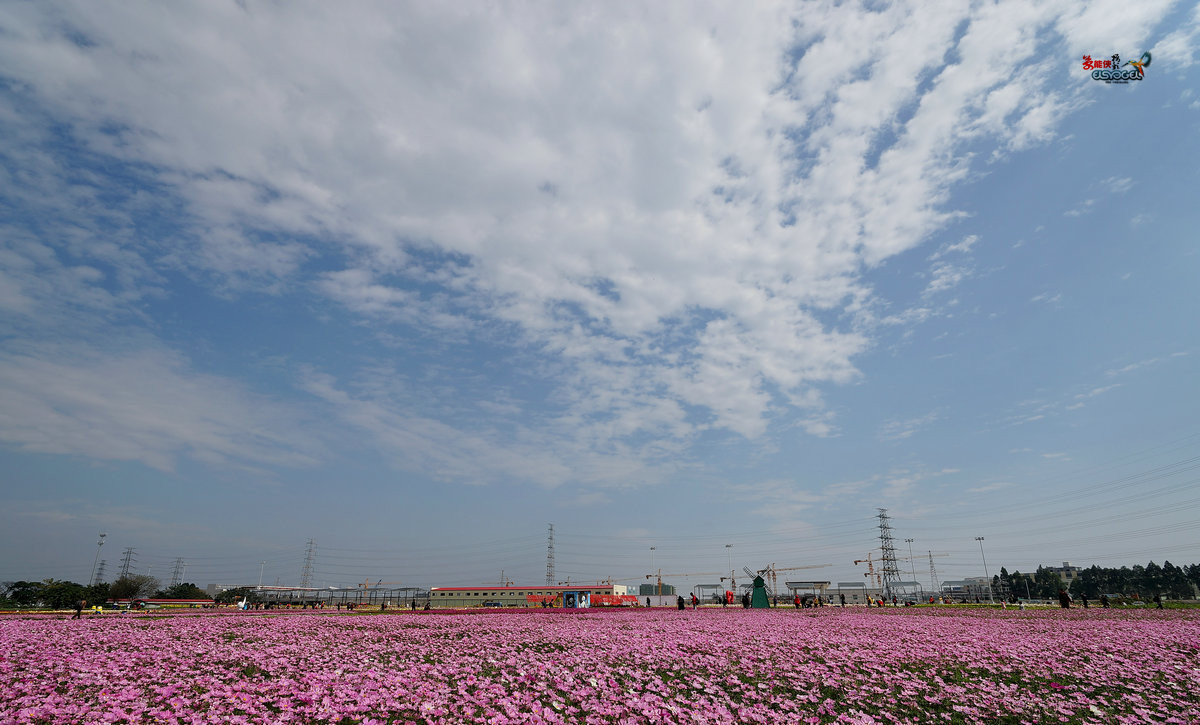 随拍【广州银马四季乐园2016广州(白云)创意菊花节】菊花海洋