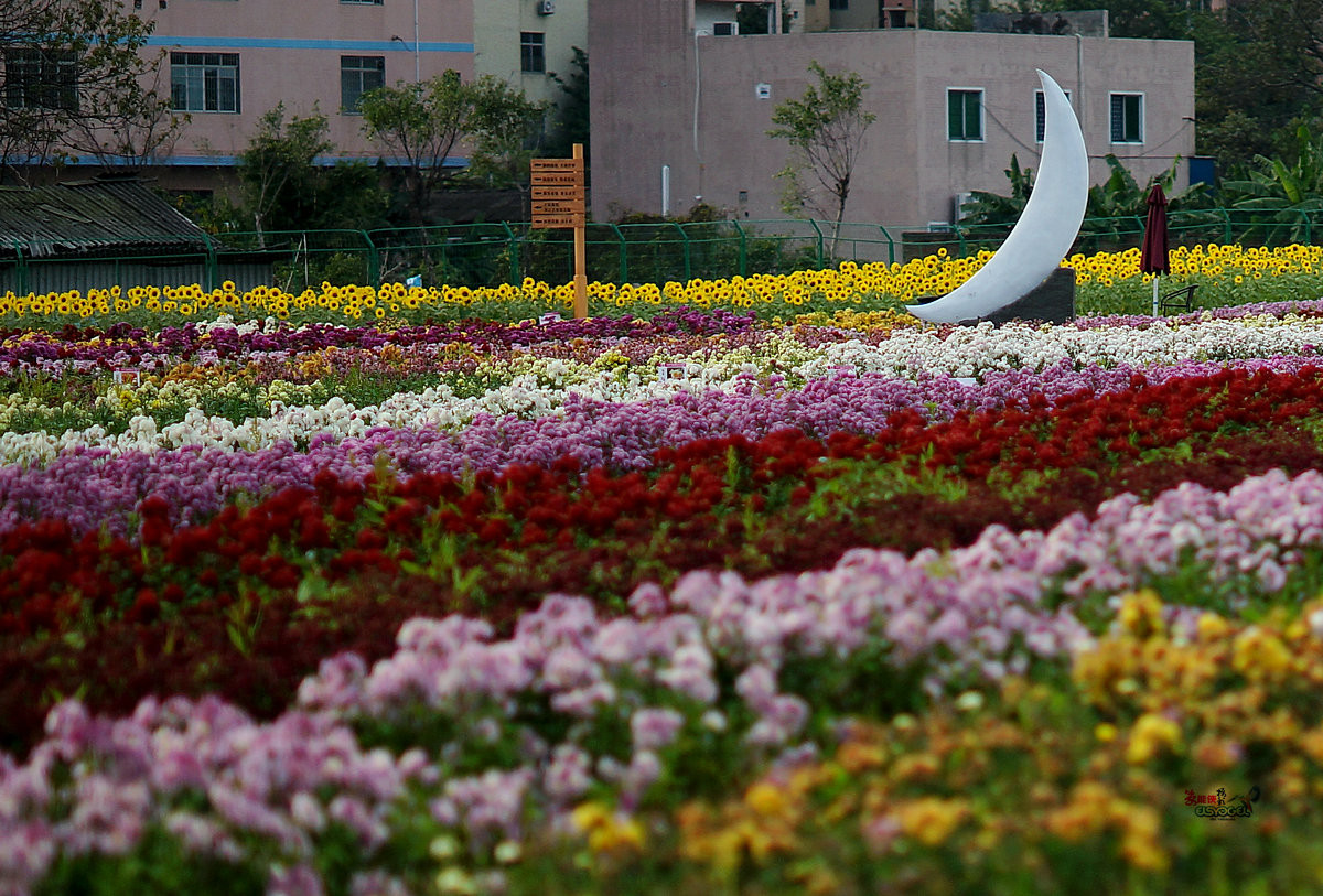 随拍【广州银马四季乐园2016广州(白云)创意菊花节】菊花海洋
