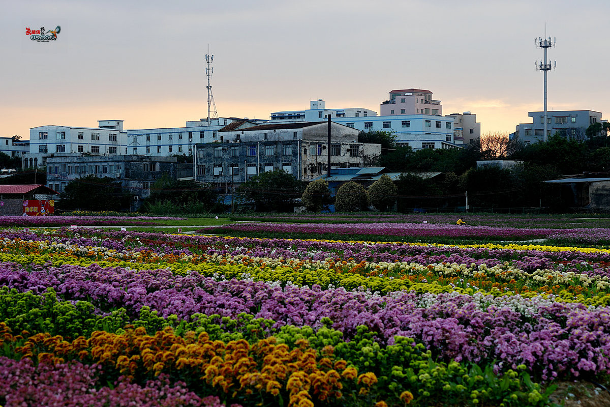 随拍【广州银马四季乐园2016广州(白云)创意菊花节】菊花海洋