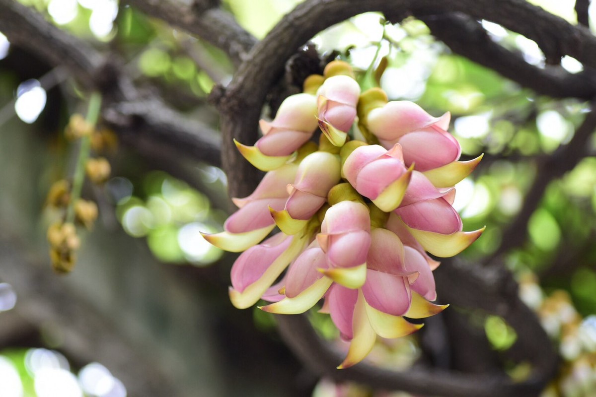 禾雀花