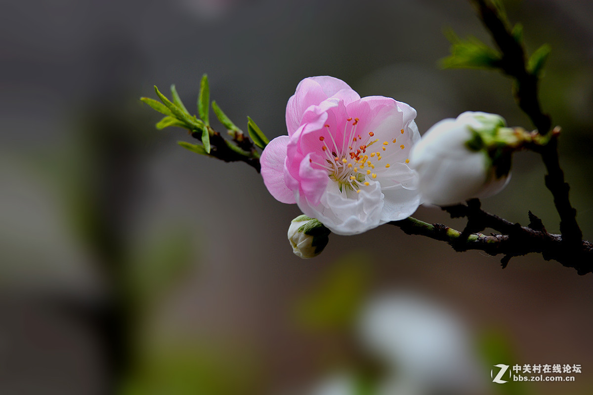 #版主坐堂#小五星空(中国)2016年3月精品荟萃