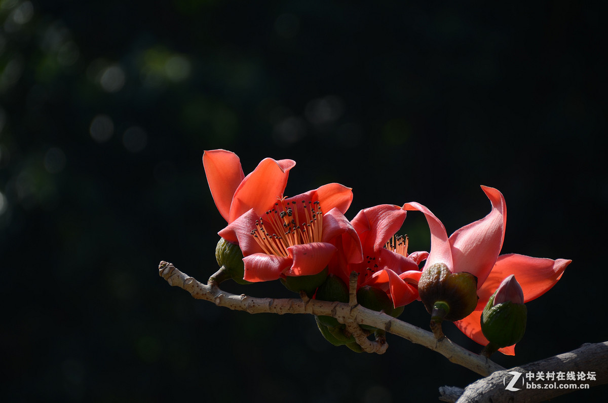 #版主坐堂#小五星空(中国)2016年3月精品荟萃