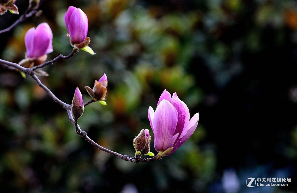 #版主坐堂#小五星空(中国)2016年3月精品荟萃