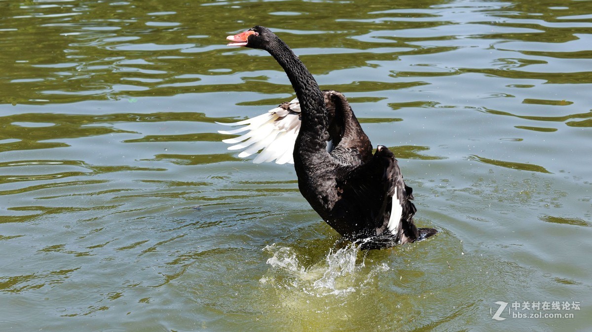 #版主坐堂#小五星空(中国)2016年3月精品荟萃