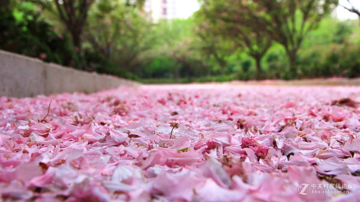 樱花飘落洒满地