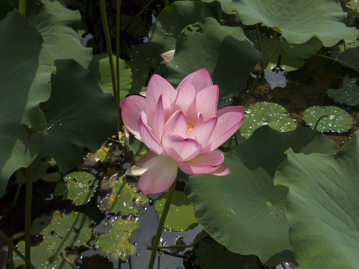 祝贺友利好友荣任东莞版主