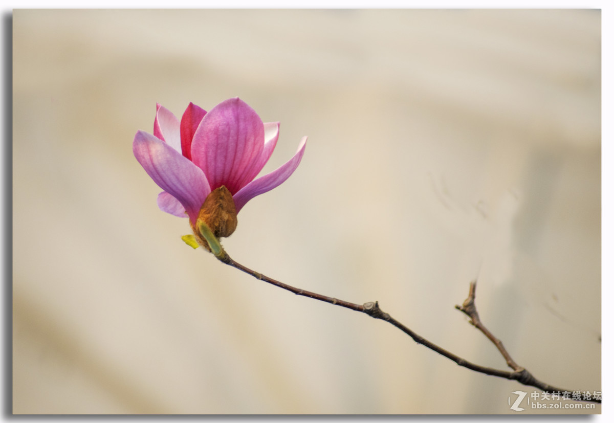 一组玉兰花