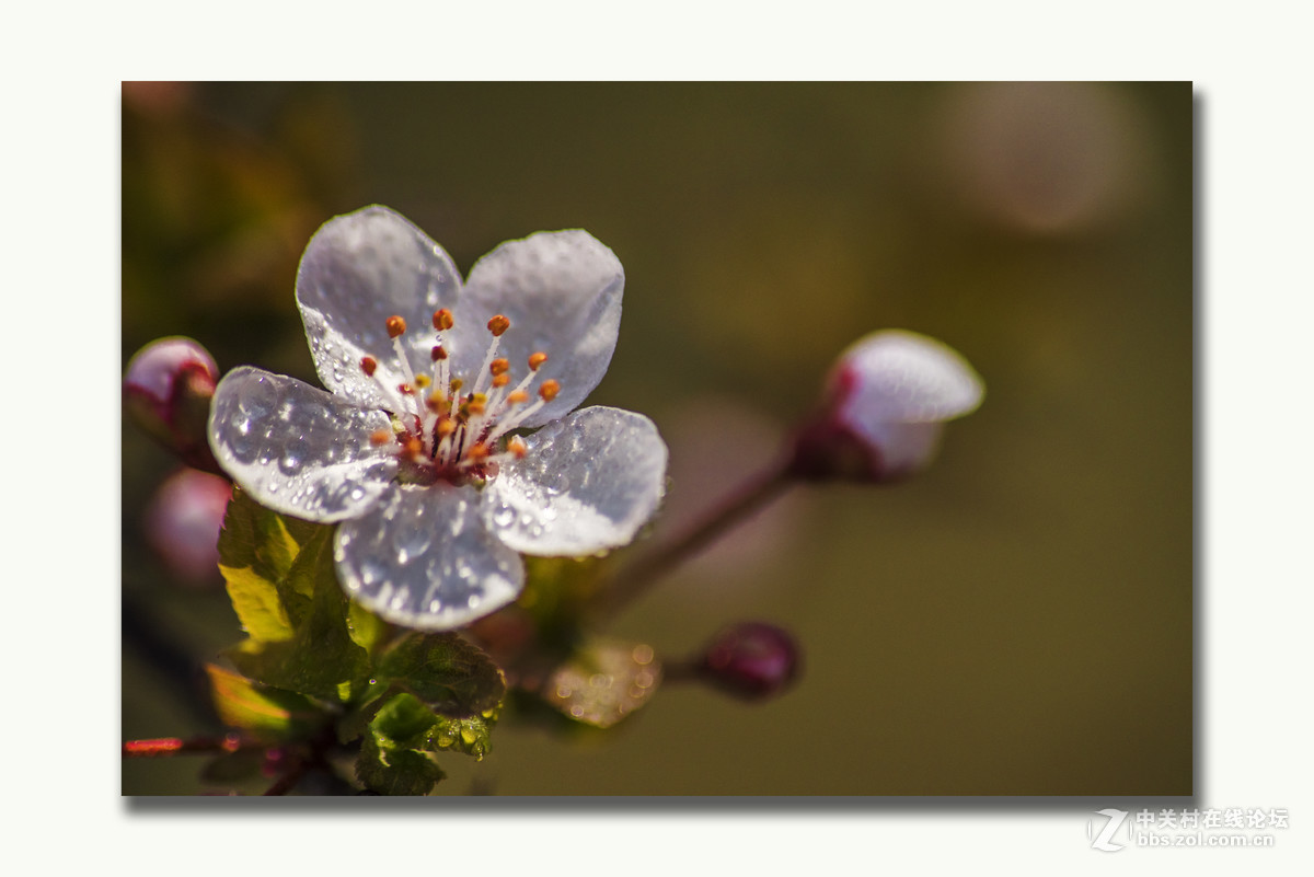 A17拍摄的一组红叶李