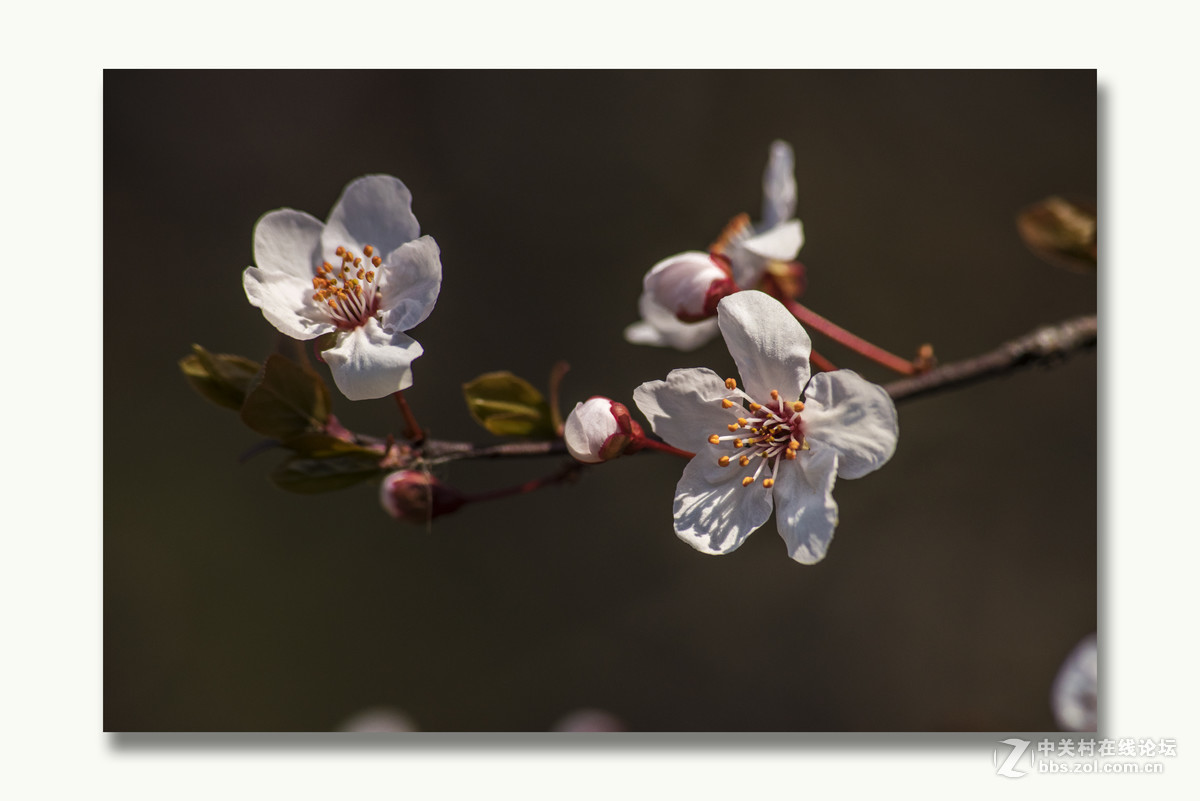 A17拍摄的一组红叶李