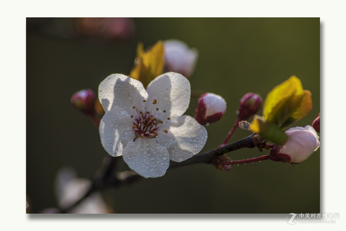 A17拍摄的一组红叶李