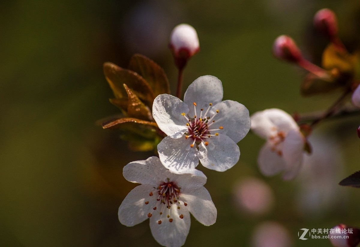 A17拍摄的一组红叶李