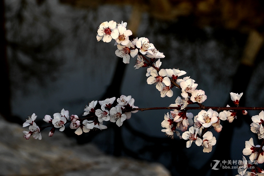 北宁公园拍桃花