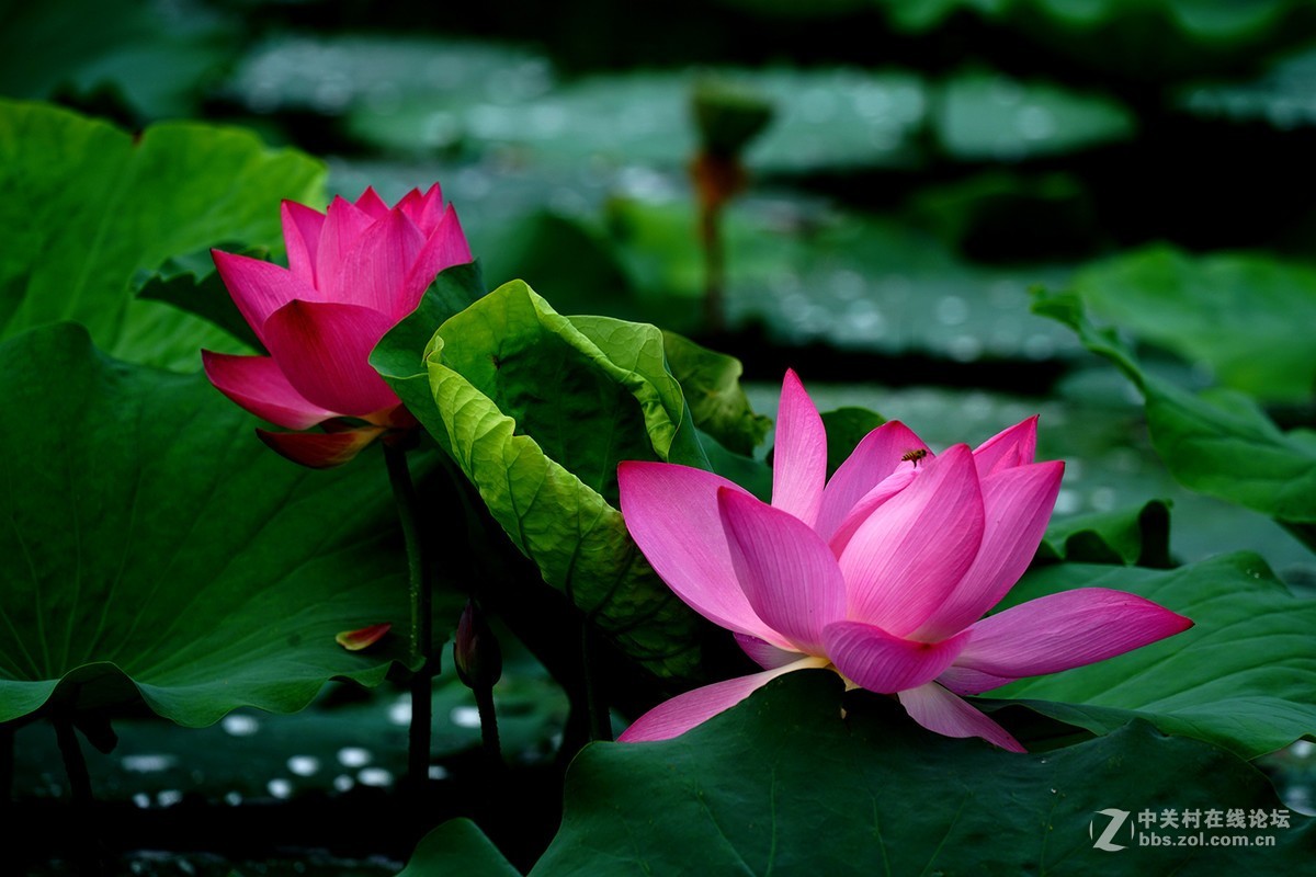 恍似瑶池初宴罢，万妃醉脸沁铅华