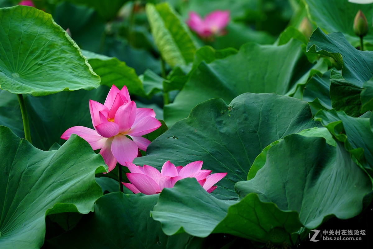 恍似瑶池初宴罢，万妃醉脸沁铅华