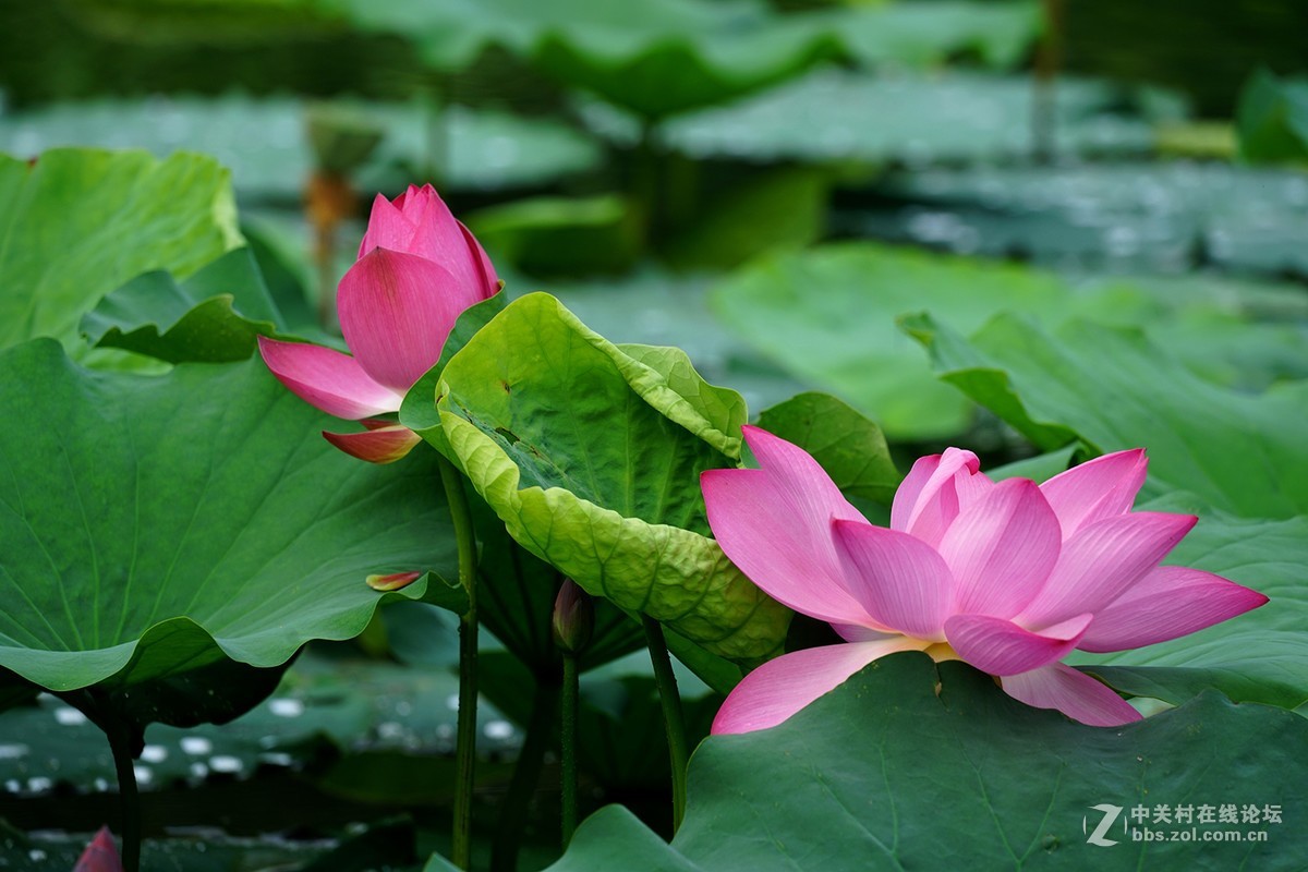 恍似瑶池初宴罢，万妃醉脸沁铅华