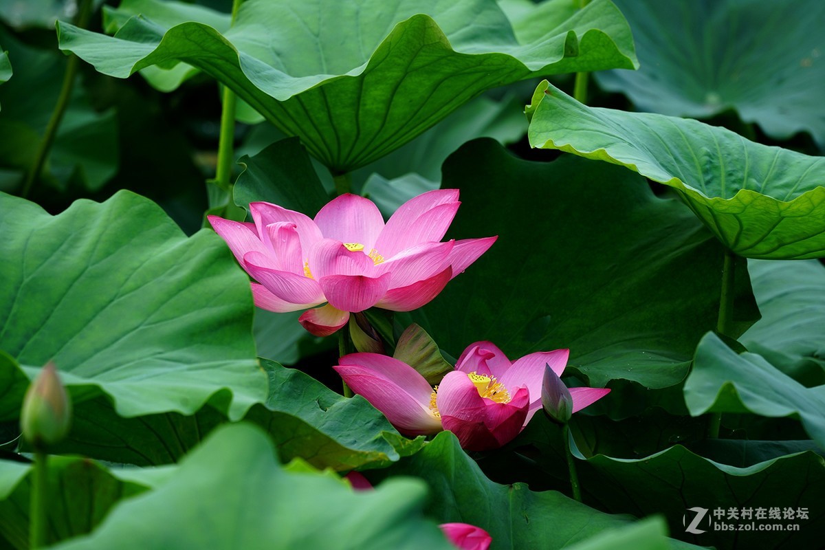 恍似瑶池初宴罢，万妃醉脸沁铅华