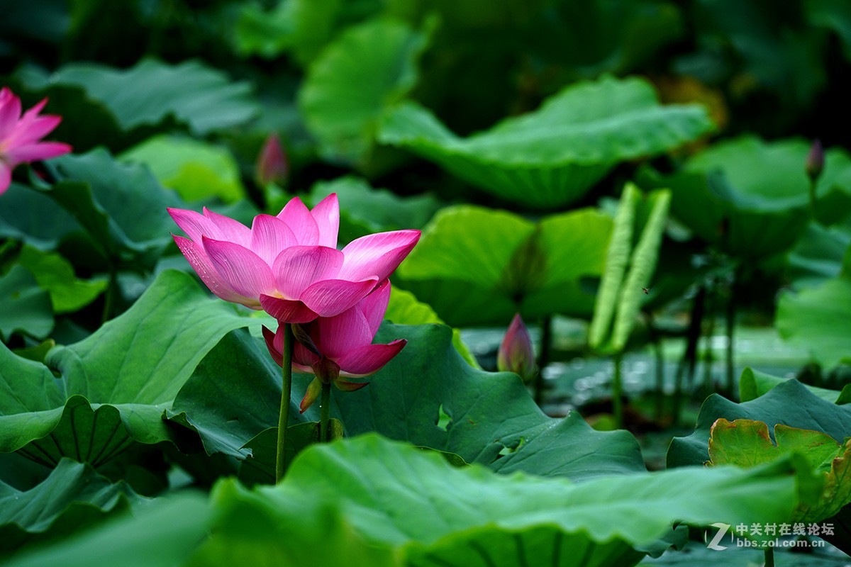 恍似瑶池初宴罢，万妃醉脸沁铅华