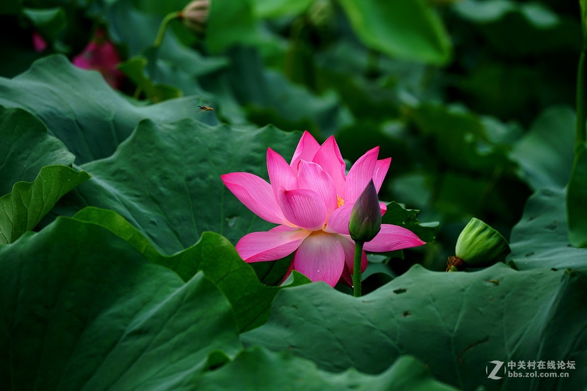 恍似瑶池初宴罢，万妃醉脸沁铅华