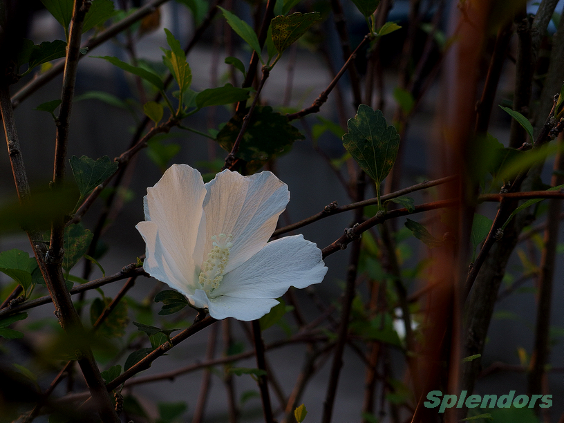 重阳健康齐步走，花草篇，