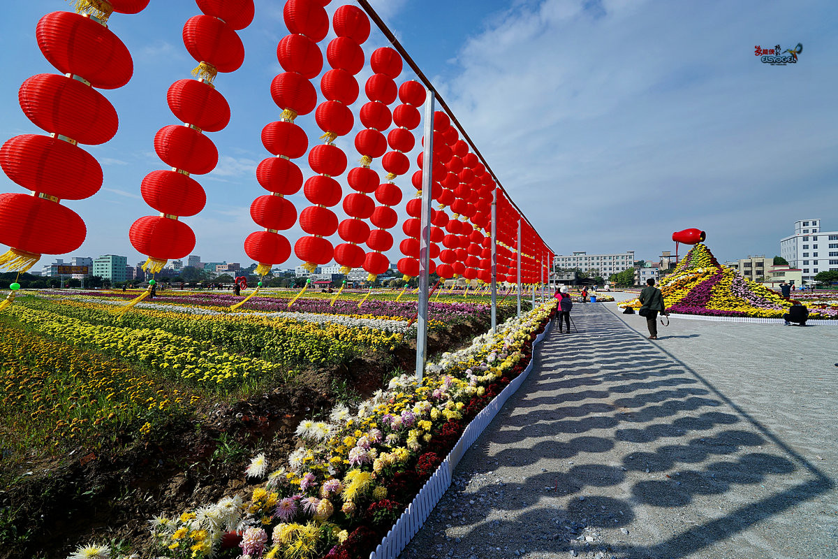 随拍【广州银马四季乐园2016广州(白云)创意菊花节】菊花海洋