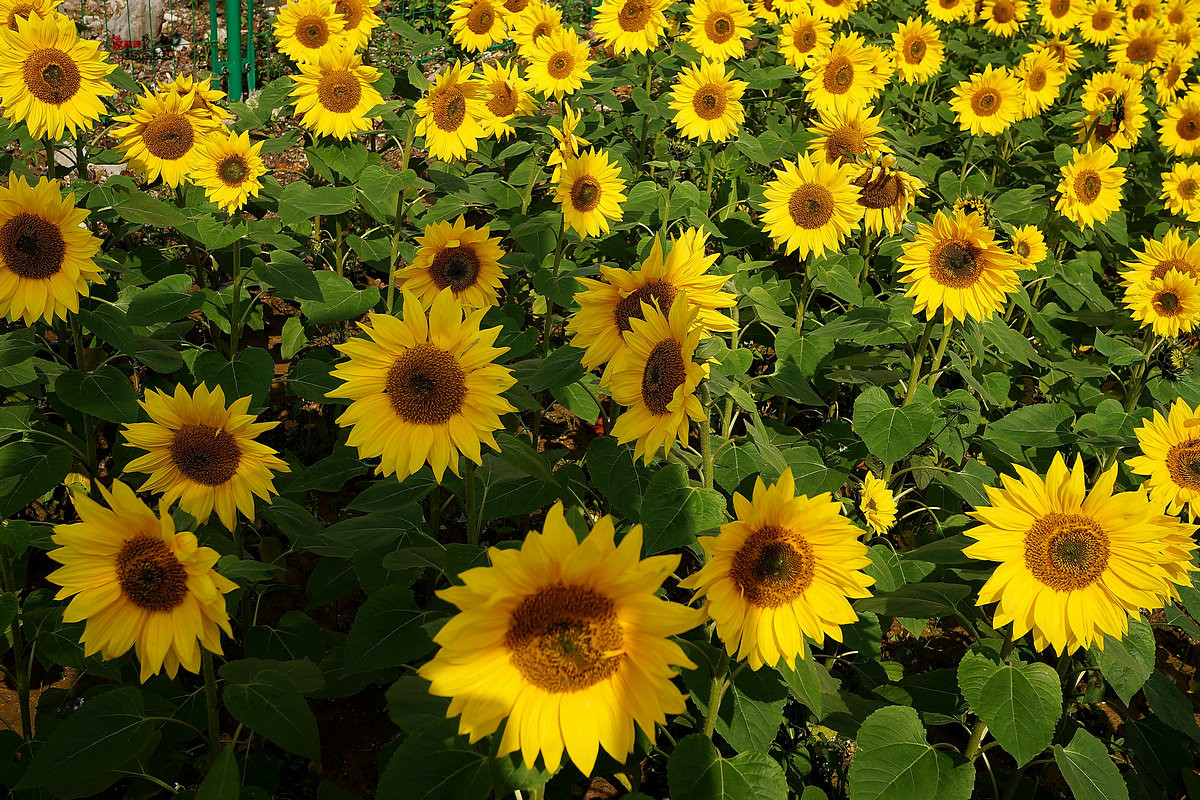 随拍【广州银马四季乐园2016广州(白云)创意菊花节】菊花海洋