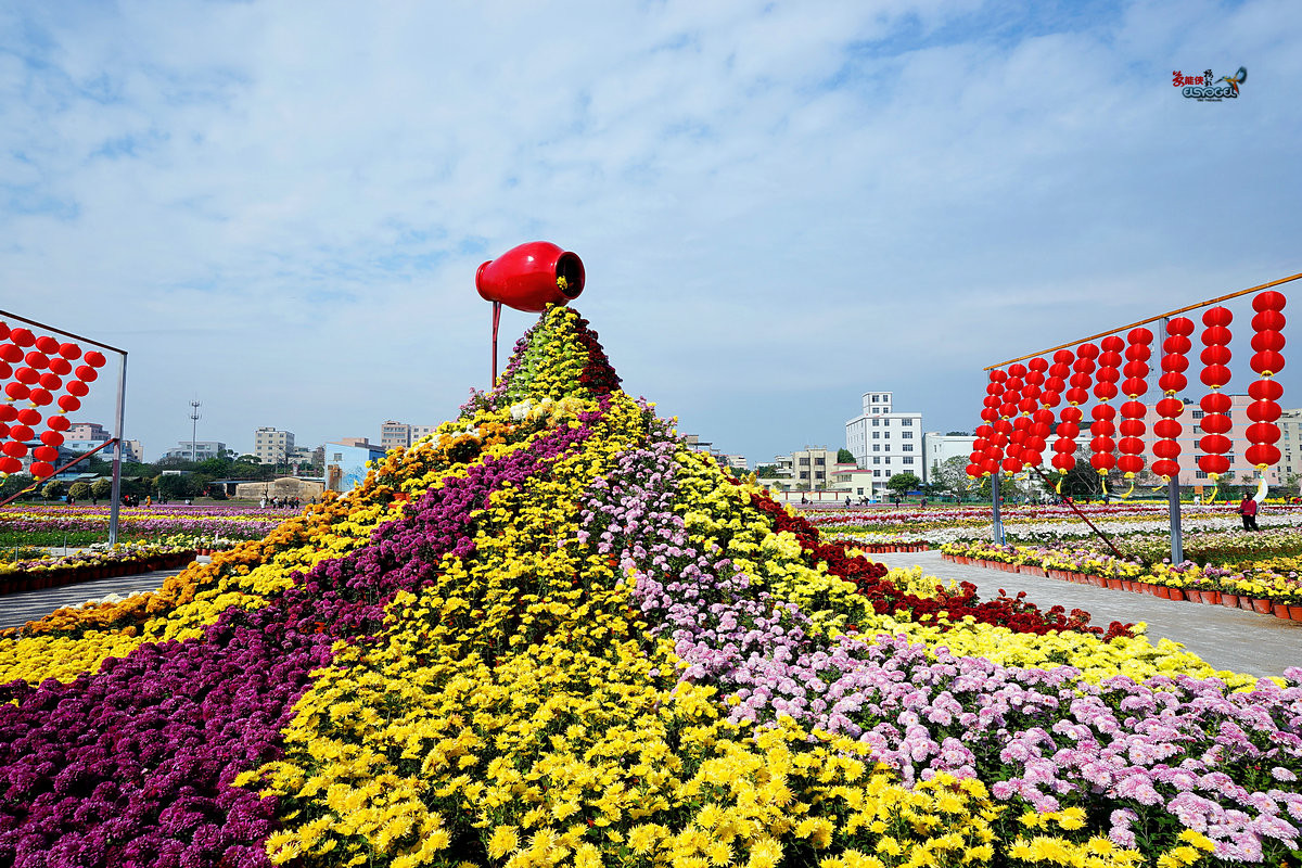 随拍【广州银马四季乐园2016广州(白云)创意菊花节】菊花海洋