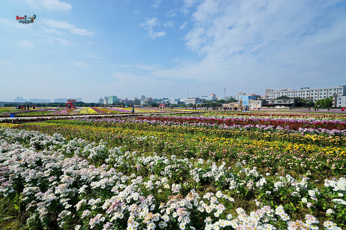 随拍【广州银马四季乐园2016广州(白云)创意菊花节】菊花海洋