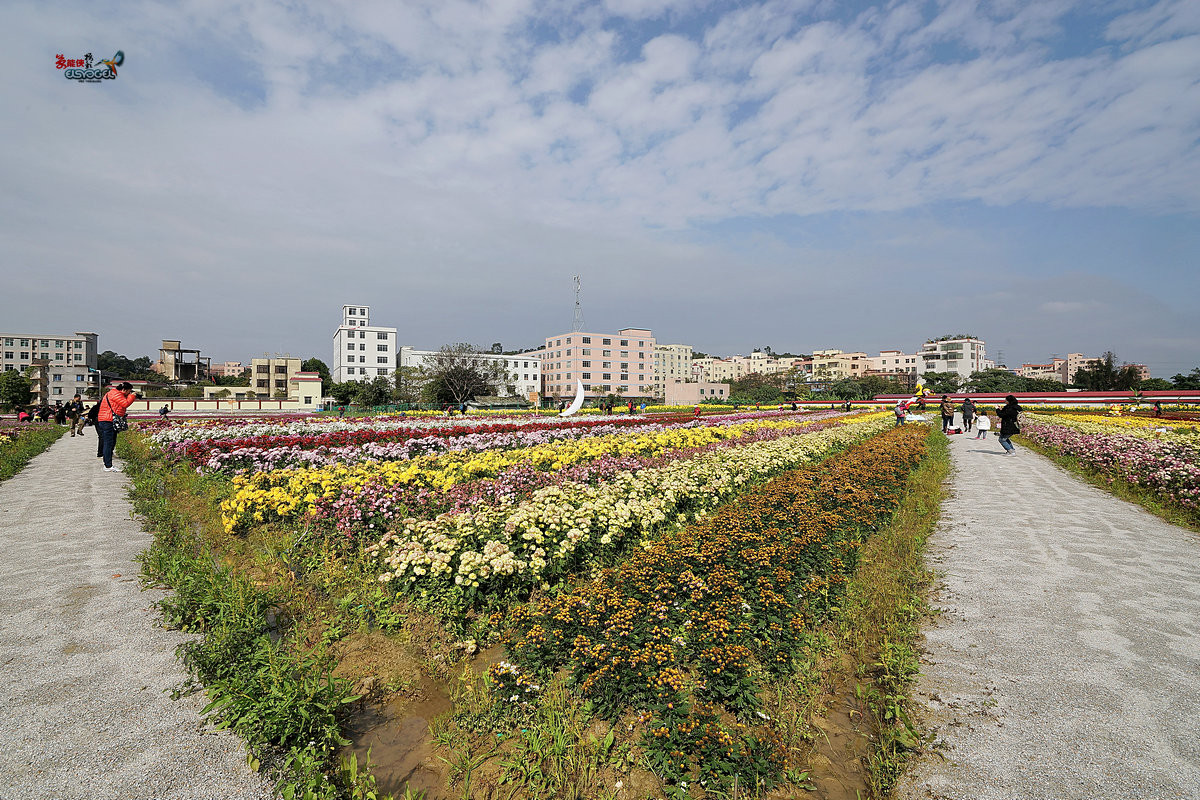 随拍【广州银马四季乐园2016广州(白云)创意菊花节】菊花海洋