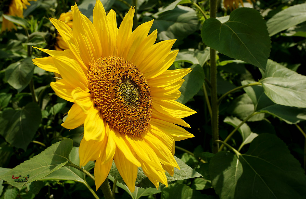 随拍【广州银马四季乐园2016广州(白云)创意菊花节】菊花海洋