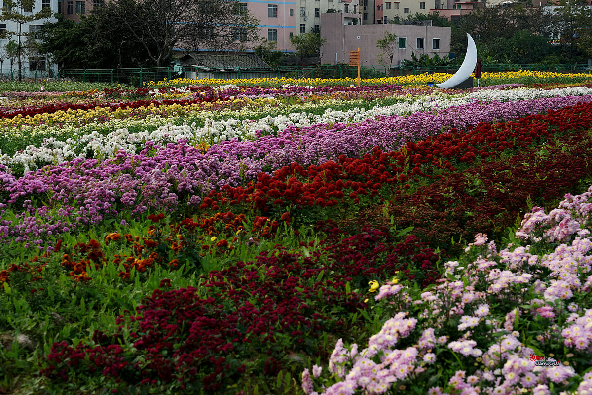 随拍【广州银马四季乐园2016广州(白云)创意菊花节】菊花海洋