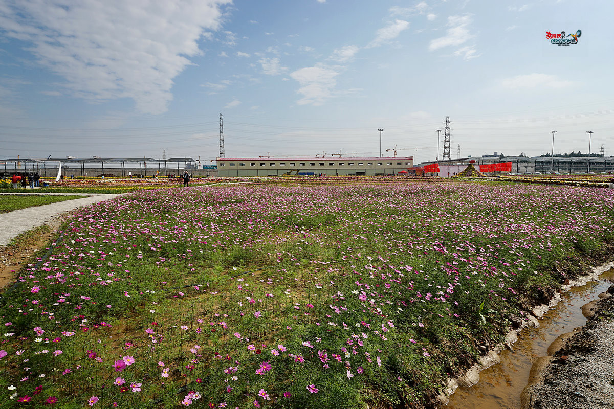 随拍【广州银马四季乐园2016广州(白云)创意菊花节】菊花海洋