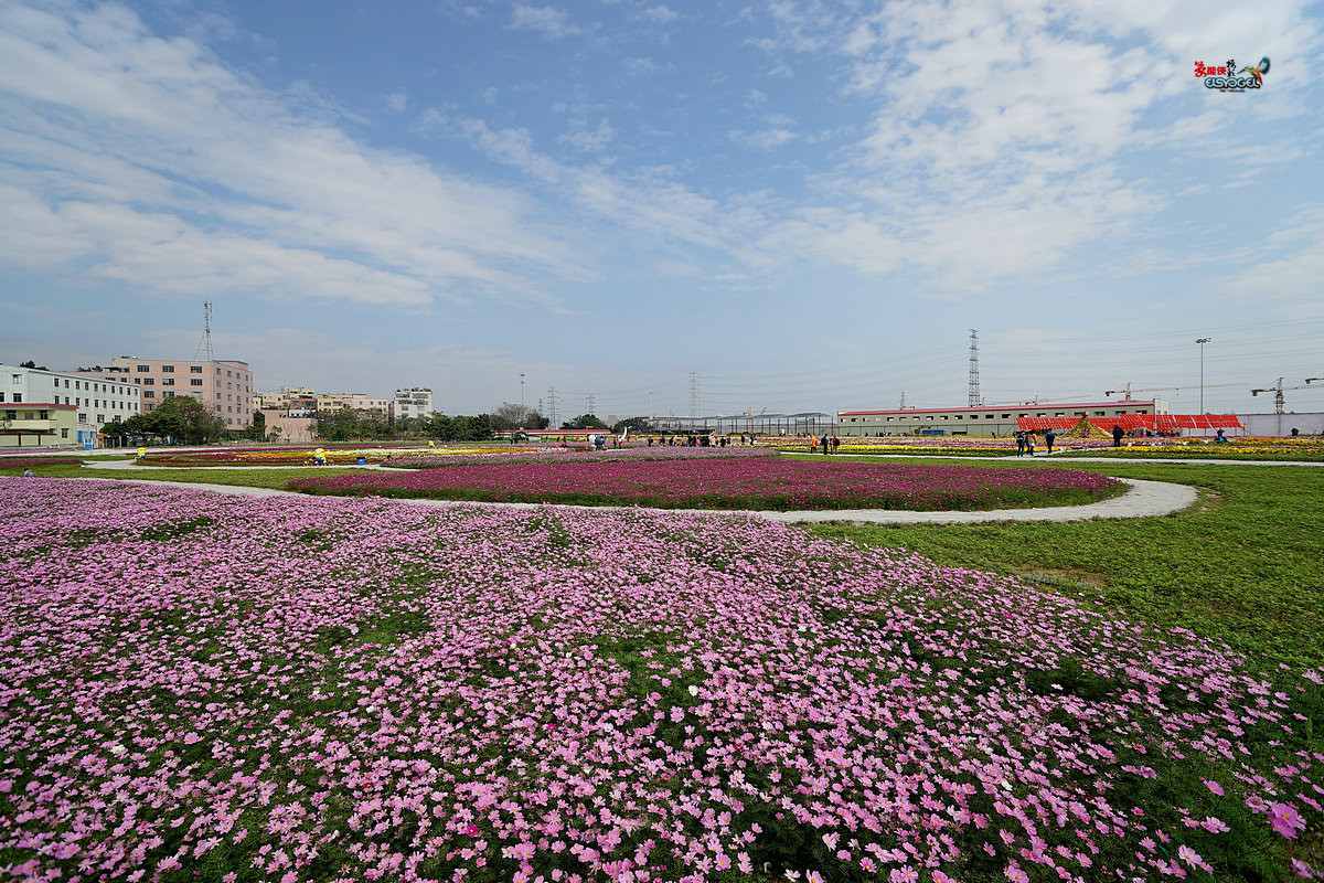 随拍【广州银马四季乐园2016广州(白云)创意菊花节】菊花海洋