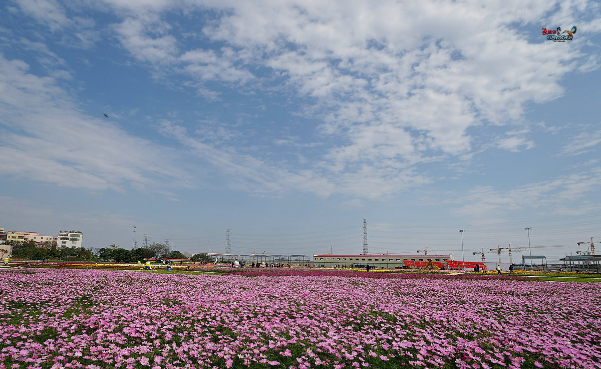 随拍【广州银马四季乐园2016广州(白云)创意菊花节】菊花海洋